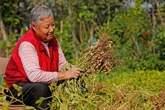 节气赏美图丨一霜一果意秋寒 一降一红知冬来