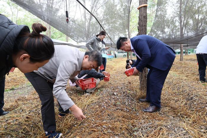 北京大兴：赤松茸首采签约 林下经济带动乡村振兴