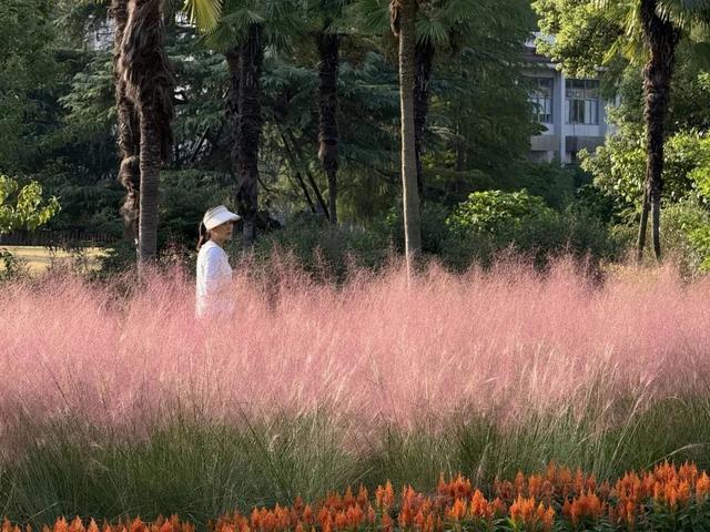 “粉色浪漫”上线！申城粉黛乱子草观赏点位地图来啦~