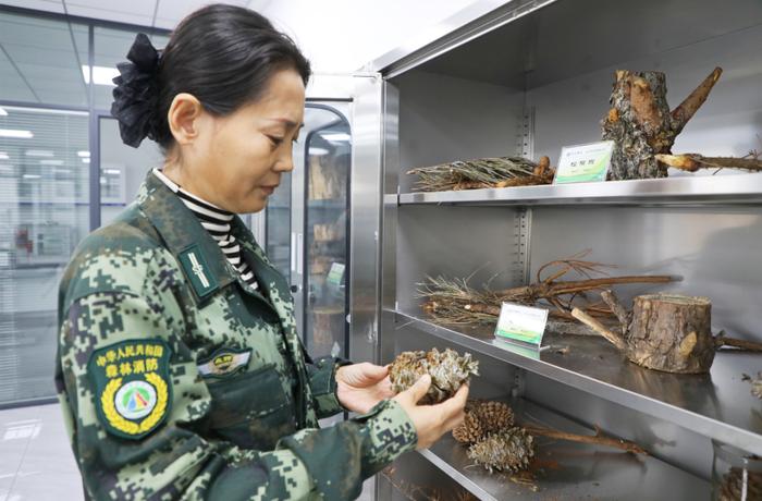 龙江人·奋斗者｜李金玲：防虫害二十余载 精心守护那片林