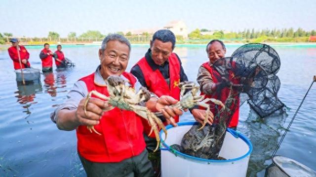 黄浦江大闸蟹开捕，价格不变产量品质均创新高