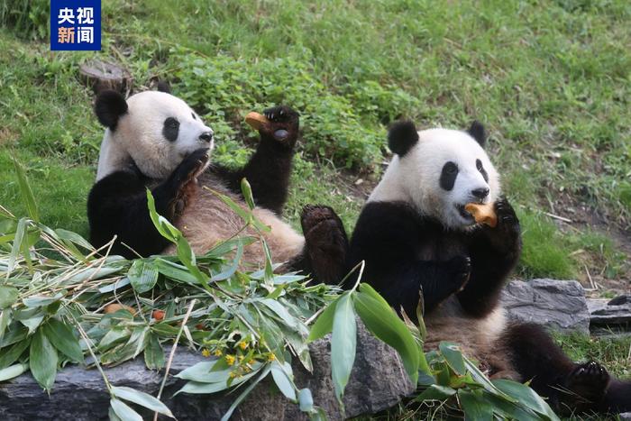 大熊猫x3🐼🐼🐼将于12月从比利时启程回国