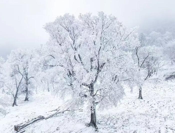 snow walk in 吉林~共赴这场初雪之约