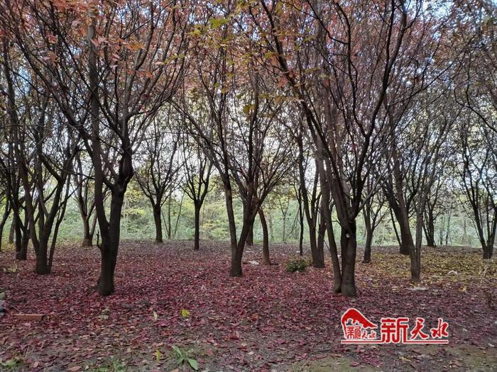 天水：秋意浓 来南山景区邂逅秋日美景