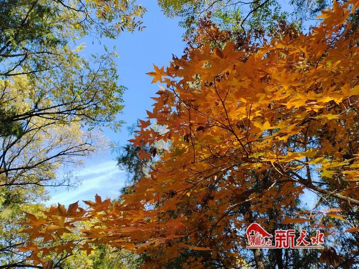 天水：秋意浓 来南山景区邂逅秋日美景