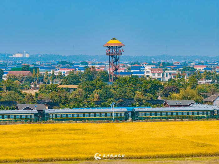 "粮"辰美景，稻谷丰盈，长沙乡村秋色宜人