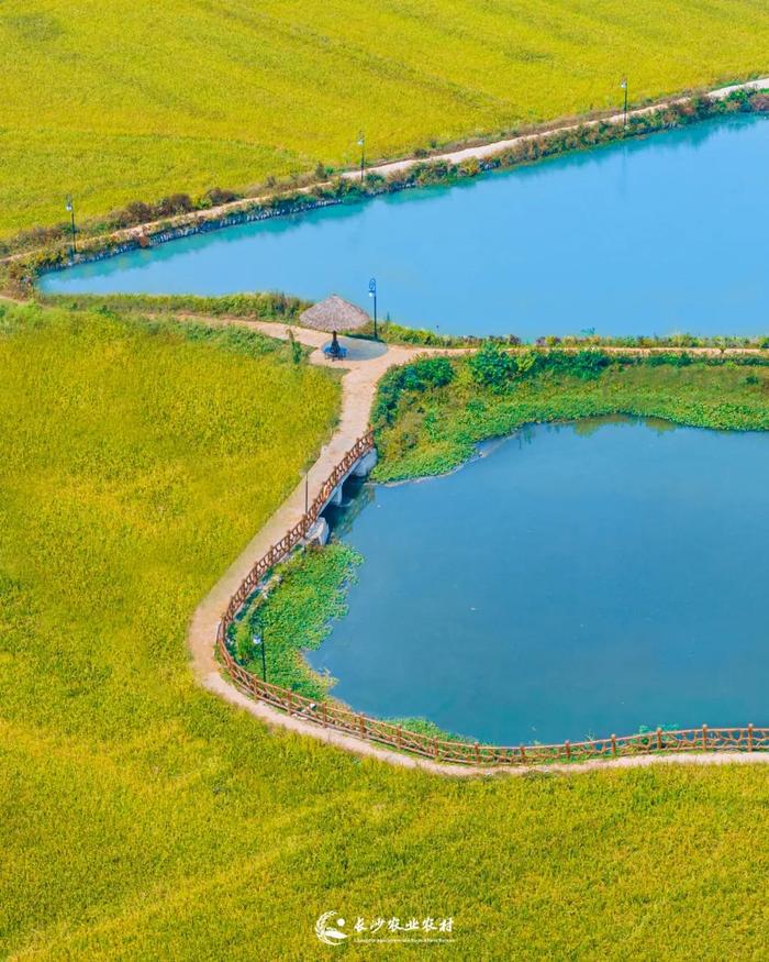 "粮"辰美景，稻谷丰盈，长沙乡村秋色宜人