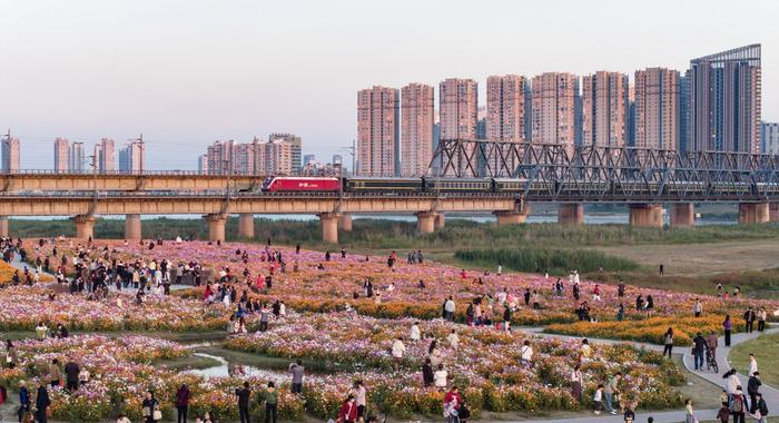 靓淮河花海：引爆淮畔最热打卡点