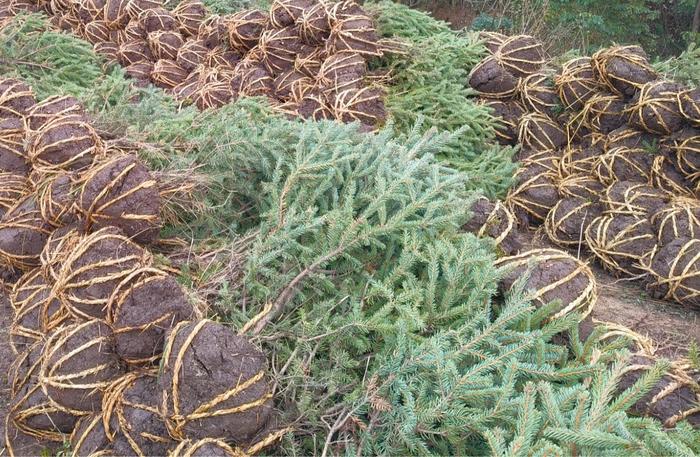 甘肃静宁：补植补种护新绿 生态修复添活力