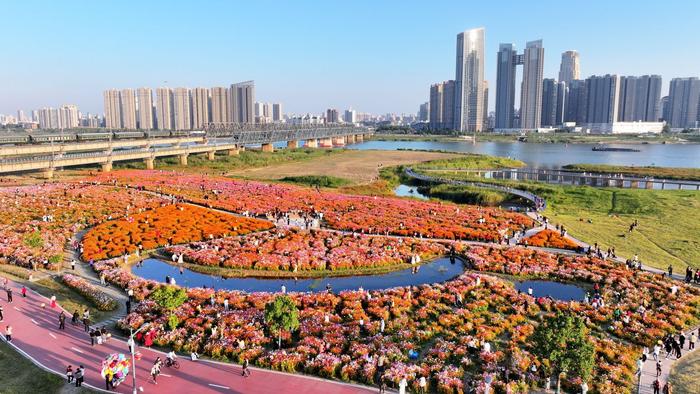 靓淮河花海：引爆淮畔最热打卡点