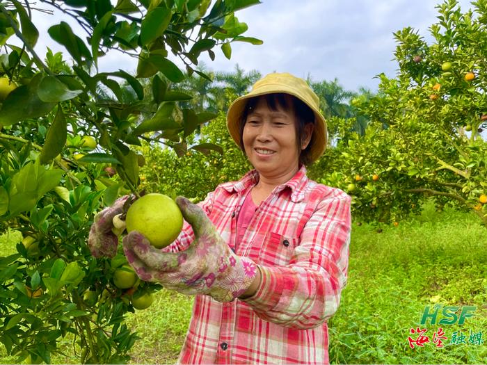 龙江农场公司白沙红橙甜蜜上市