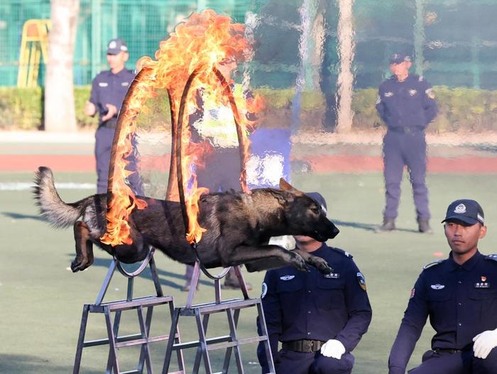 10月22日,公安部昆明警犬基地的训导员与警犬在进行汇报演练。新华社记者 殷刚 摄