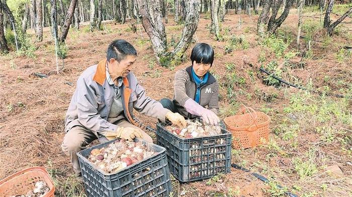 林下种植赤松茸 遍地生“金”促增收