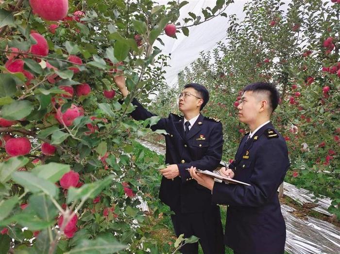 甘肃苹果迎来出口旺季