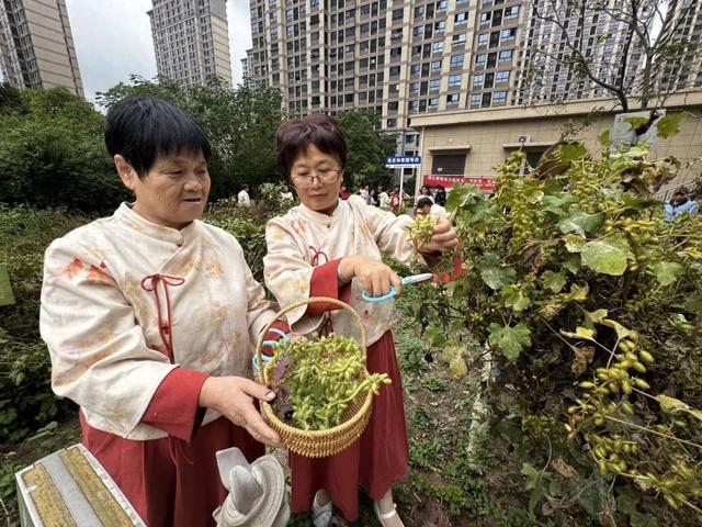 小区里也能“闹”秋收？金海街道“和草园”开启一年一度收获季→