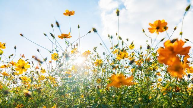 波斯菊、硫华菊、百日菊……上海近郊23000平方米的缤纷花海免费打卡！