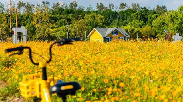 波斯菊、硫华菊、百日菊……上海近郊23000平方米的缤纷花海免费打卡！