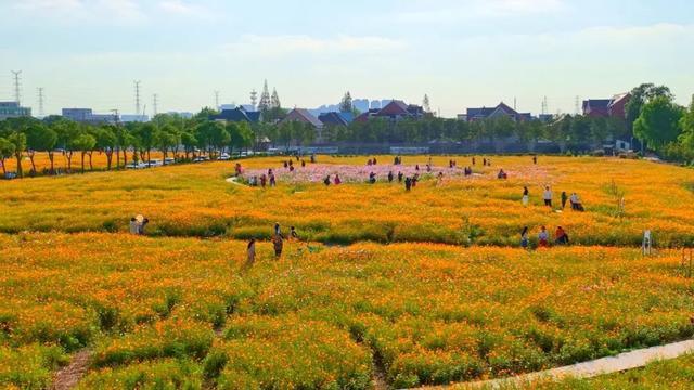 波斯菊、硫华菊、百日菊……上海近郊23000平方米的缤纷花海免费打卡！