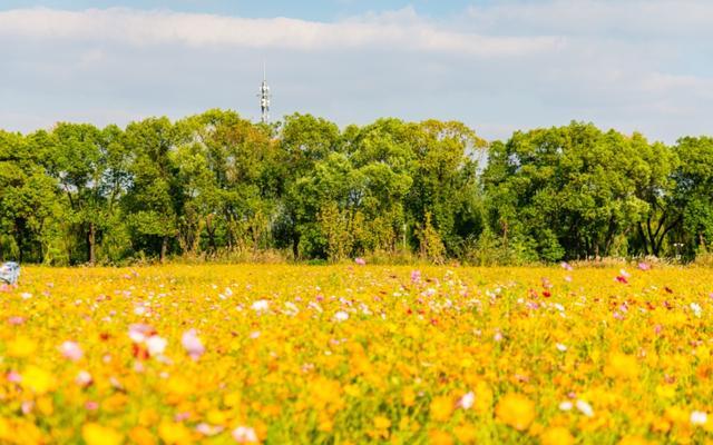 波斯菊、硫华菊、百日菊……上海近郊23000平方米的缤纷花海免费打卡！