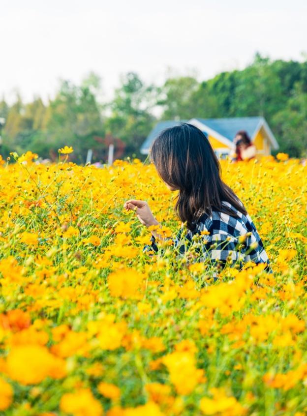 波斯菊、硫华菊、百日菊……上海近郊23000平方米的缤纷花海免费打卡！