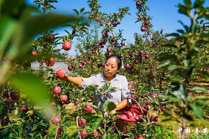 秦安： 61.37 万亩苹果喜获丰收产销两旺