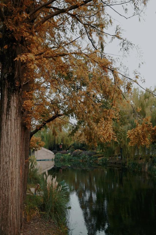 反向赏秋！同是江南水乡，这座小镇有着深藏不露的限定秋景！