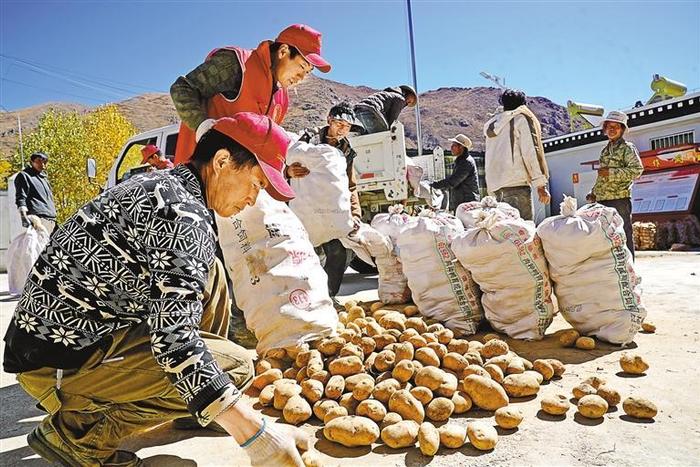 驻江嘎村工作队：助力土豆销售增加群众收入