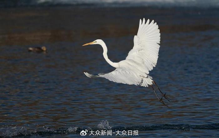 万里黄河十二时辰·沿黄九省区蹲点记｜汾河岸绿 清水入黄