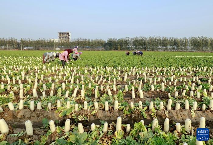 河北丰南：订单蔬菜种植助农增收