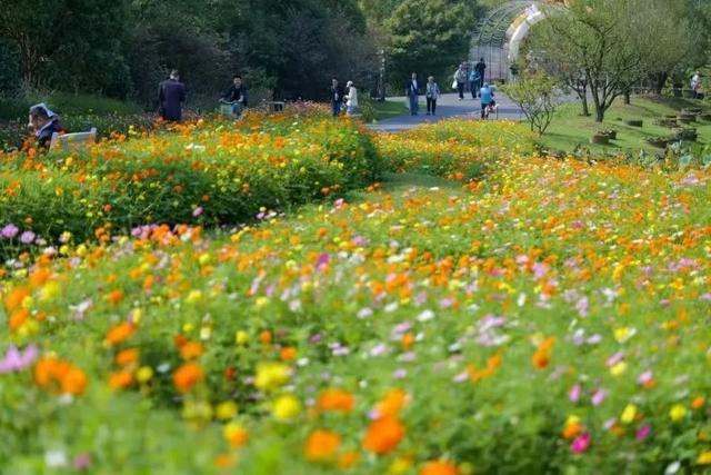 金山这片“花海”，让“洼地”变“金矿”！