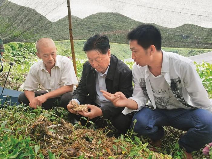 了不起！福建农林大学这位教授，送给世界一株“幸福草”