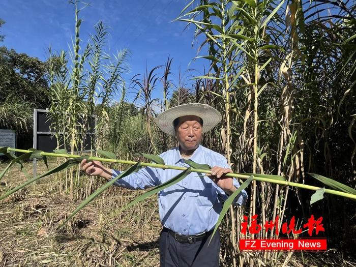 了不起！福建农林大学这位教授，送给世界一株“幸福草”