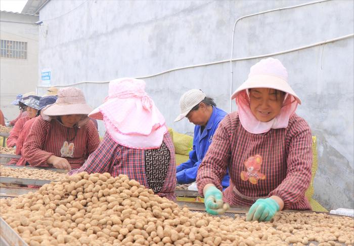 河南郏县：花生做成大产业