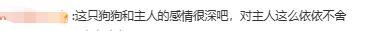 主人去世 狗狗在其墓前守护2年，网友：主人一定心疼死了