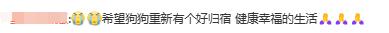 主人去世 狗狗在其墓前守护2年，网友：主人一定心疼死了