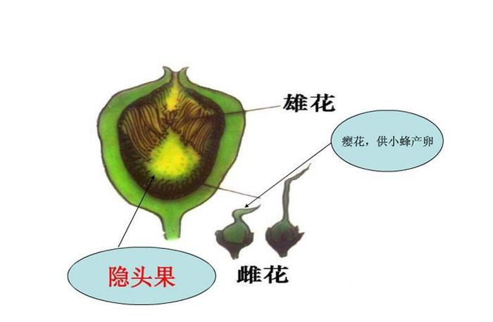 含糖量很高热量却不高，这样的“神仙”水果竟然是花？