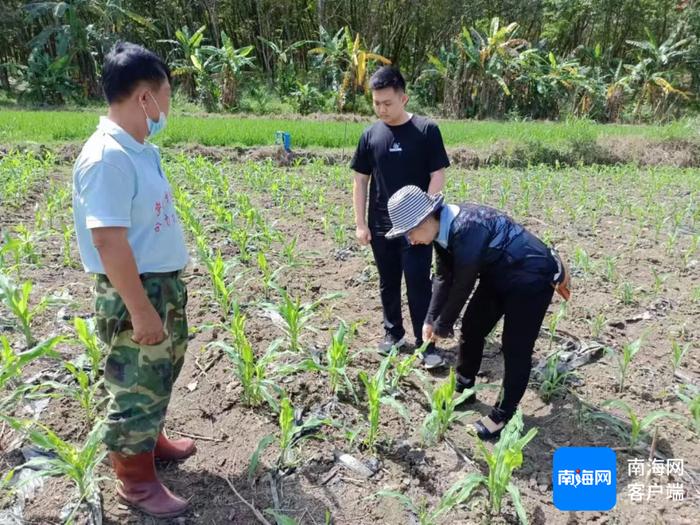 白沙七坊镇“农小二”助农 瓜菜长势喜人