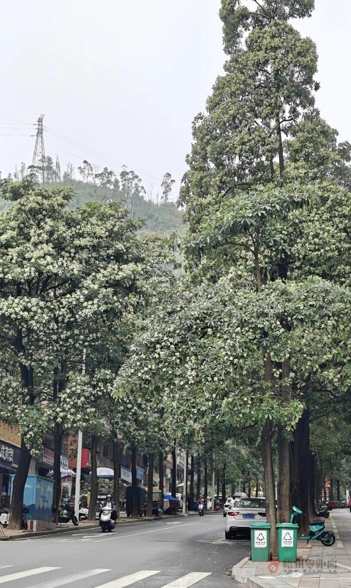 闻着“臭”，实际上“真香” 梧州街道的这种树开花了