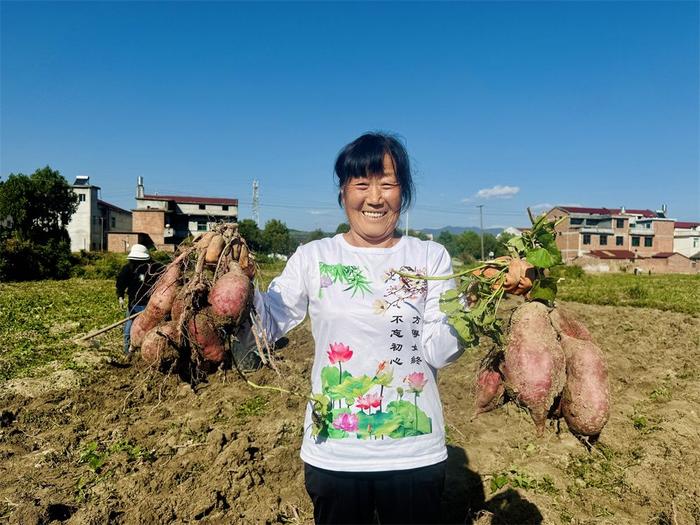 陕西汉阴：红薯迎丰收 致富有“薯”光