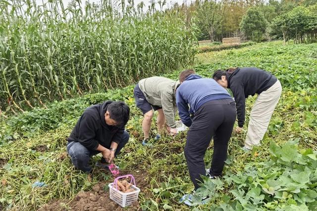 抓住秋天的尾巴，去崇明乡野尽情撒欢儿