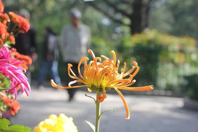 2024年宜川公园菊花展启幕，2.3万余盆菊花带你进入陶渊明诗句中~