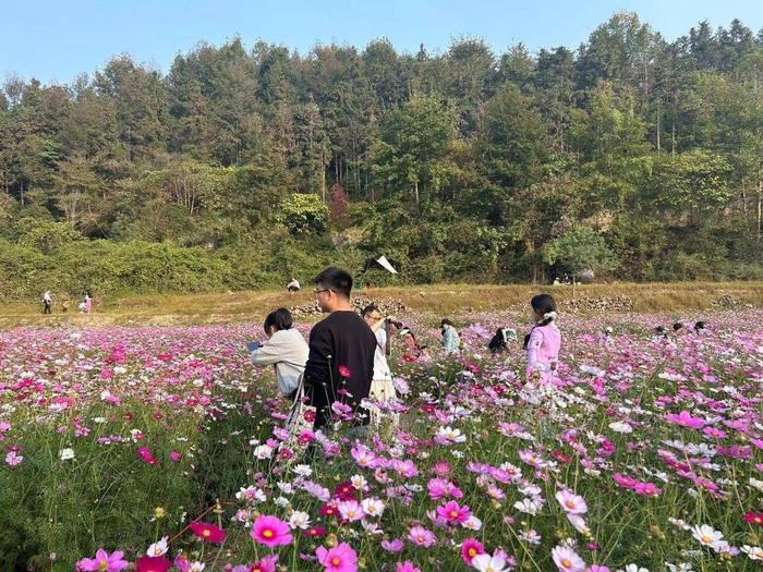 湖南怀化岩头村格桑花海盛放 绘就秋日美丽画卷