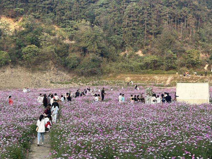 湖南怀化岩头村格桑花海盛放 绘就秋日美丽画卷