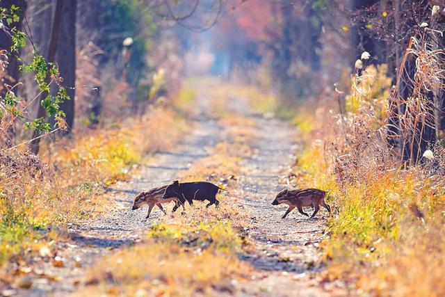 破解“人猪矛盾” 南京正在“探路”