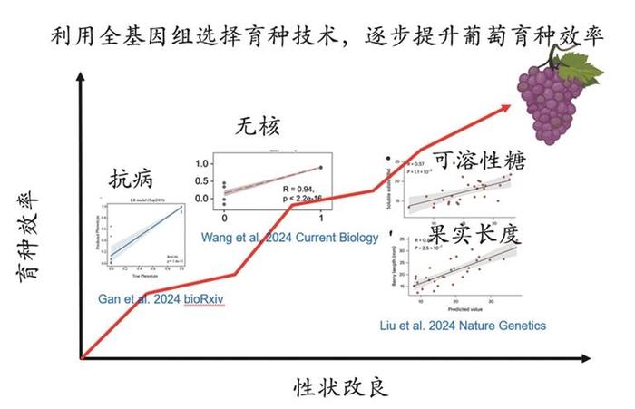 葡萄育种效率可提高四倍 深圳科学家利用AI指导实现新突破，相关成果发表在国际期刊