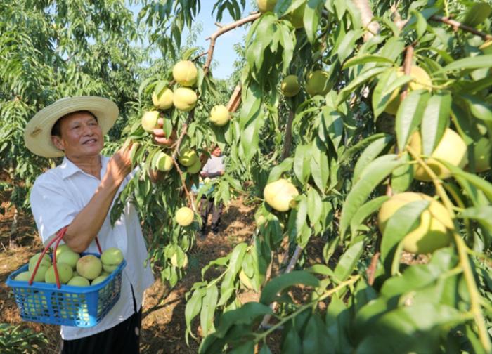 怀宁县雷埠乡：人大代表兴产业 促就业 助增收