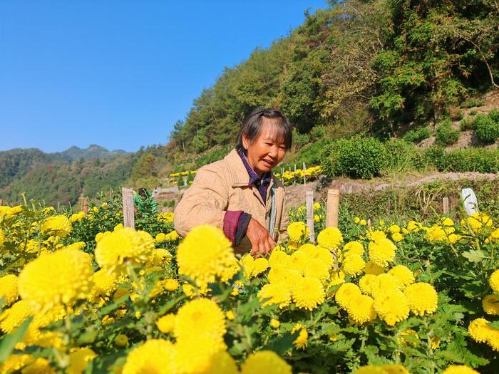 歙县桂林镇：黄村菊花开 乡村产业兴