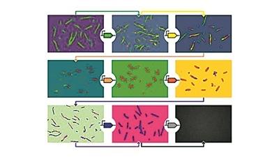 合成基因像搭积木般构建细胞结构为医疗和生物领域开辟新应用场景