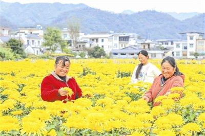 安徽歙县： 金丝皇菊喜丰收