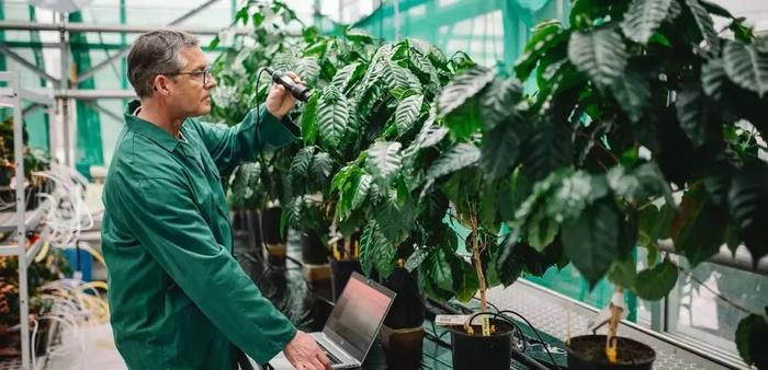 雀巢旨在通过新的高产阿拉比卡咖啡品种加强咖啡供应链